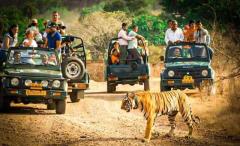 Reserve Ranthambore National Park Safari Booking  for Adventure