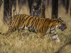 Explore Top Things to Do in Ranthambore for Tiger Sighting