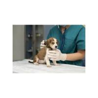 Palm Beach Veterinary Hospital