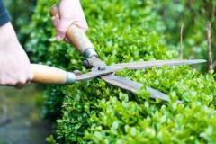 Best service for Hedge Cutting in Moorebank