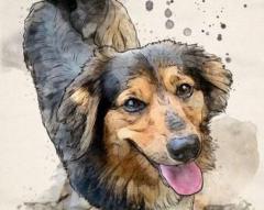 Unique Dog Portraits by a Talented Portrait Artist