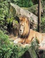 Reserve Gir National Park Safari Booking Online for Visits Seamlessly