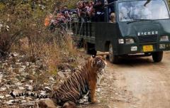 Plan Ranthambore Jungle Safari Booking for Wildlife Watching