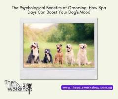 Regular Dog Grooming: A Key to Reducing Stress and Anxiety — The Pets Workshop