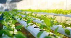 Budgeting for Hydroponic Farming: From Seed to Harvest