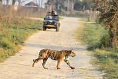 Secure Ranthambore Safari Timings for Visiting Wild Park 