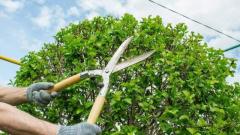 Best service for Tree Pruning in Camperdown