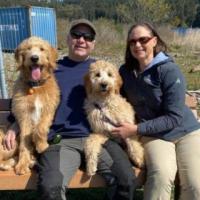 Labradoodles Breeding Services in BC