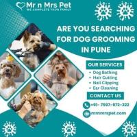 Exclusive Dog Grooming at Home in Pune