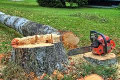 Best service for Tree Felling in Woking