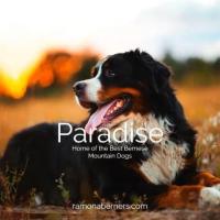 West Coast Bernese Mountain Dog Breeder