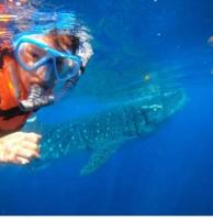 Whale Shark Tours in Cancun