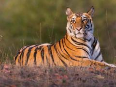 Reserve  Ranthambore Safari Booking Online for Best Chances of Spotting Tigers