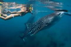 Whale shark swimming cancun