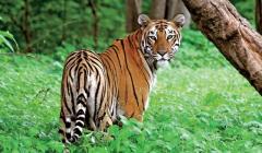 Secure Ranthambore Tiger Safari Booking for Thrilling Adventure