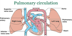 Effective Pulmonary Hypertension Treatment