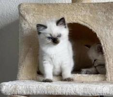 Cute Ragdoll Kitten Bobby