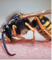 Professional Wasp Control Expert London