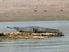 Book Chambal Wildlife Safari for Pleasant Experience 