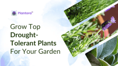 Grow Top Drought-Tolerant Plants for Your Garden.