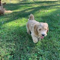 Miniature goldendoodle female puppy