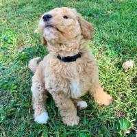 Miniature goldendoodle female puppy