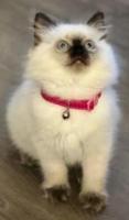  Buy Perfect Ragdoll Kitten Drake