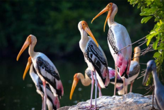 See Ranthambore National Park Birds to Discover Wonders 