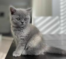  Nice British Shorthair Felix