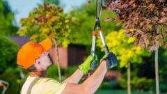 Best Palm Trimming Services in St. Augustine