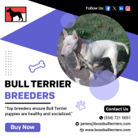 English bull terrier puppies for sale