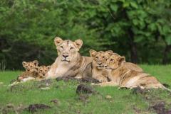 Plan Gir Jungle Safari Online Booking for Seamless Experience