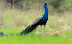 Reserve Ranthambore National Park Birds Safari for Explore Avian Diversity