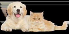 Pet Health Coach in Florida