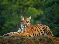 Reserve Ranthambore Tiger Sighting for Spotting Tigers