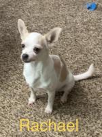 Adorable Chihuahua Puppies for Sale in Alabama