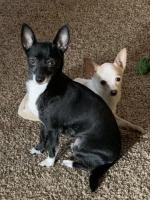 Chihuahua Service Dog for Sale – Loyal & Well-Trained Companion