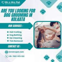 Best Dog Grooming at Home in Kolkata