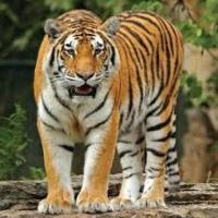 Secure Ranthambore Jungle Safari Booking in Advance