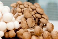 Immune-Boosting Properties of Medicinal Mushrooms- Grimmster Industries 