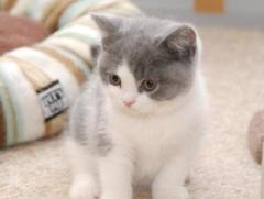  Fantastic British Shorthair Mario