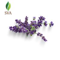 Leading Lavender Oil Manufacturer and Exporter