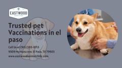  Trusted Pet Vaccinations in El Paso