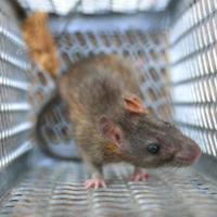 Effective Rodent Control Coquitlam for Your Property