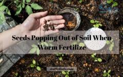 Seeds Popping Out of Soil When Worm Fertilize