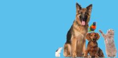 Best Deals on Pet Supplies | Pets R Us