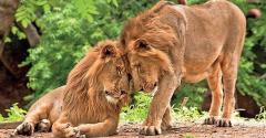 Secure Gir Jungle Safari Online Booking for Park's Insight