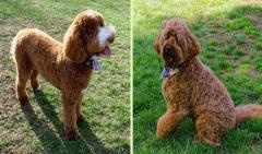 Adopt Ethical-Bred Massachusetts Labradoodle Puppies at Draycot Meadows