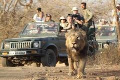 Get Devalia Safari Booking Online for Asiatic Lions 