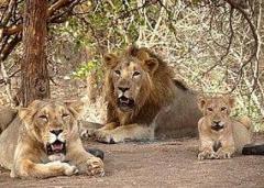 Confirm Gir Jungle Safari Online Booking for Best Wildlife Trip